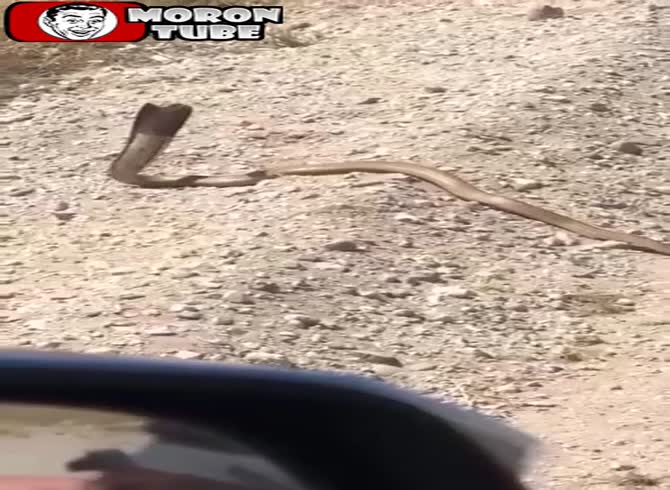Video :If you want to shoot a snake, don't miss!